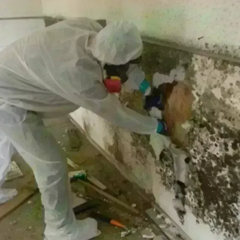 Mold Remediation and Removal in Kermit, TX